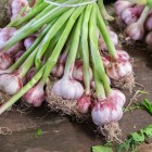 Mănunchiuri de usturoi proaspăt la Yasil Bazar din Baku evidențiază produse locale autentice, simbol al tradiției gastronomice azere și al prospețimii piețelor.