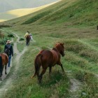 Cai la pășunat liber în pitoreasca Valea Juta, printre pajiști alpine verzi și peisaje neatinse ce dezvăluie sufletul autentic al Caucazului georgian.