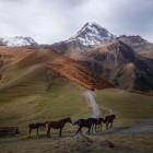 Cai la păscut de-a lungul drumului din Stepantsminda spre Valea Truso, printre peisajele deschise care însoțesc începutul trekkingului.
