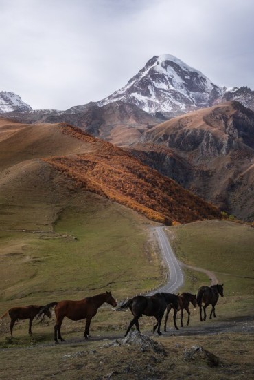 Cai la păscut de-a lungul drumului din Stepantsminda spre Valea Truso, printre peisajele deschise care însoțesc începutul trekkingului.