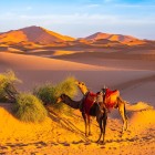 La răsărit, cămilele pasc încet printre dunele aurii ale deșertului Sahara Erg Chebbi, lângă Merzouga, oferind un peisaj autentic și spectaculos din sudul Marocului.