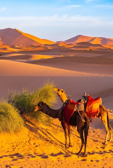 La răsărit, cămilele pasc încet printre dunele aurii ale deșertului Sahara Erg Chebbi, lângă Merzouga, oferind un peisaj autentic și spectaculos din sudul Marocului.