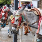 Tradiționalele taxiuri cu măgăruși din Mijas sunt unul dintre cele mai reprezentative simboluri ale satului, păstrând o tradiție apreciată pe Costa del Sol.