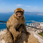 Celebrii macaci de Barbaria trăiesc liberi pe Stânca Gibraltar și sunt unul dintre simbolurile emblematice ale locului, privind spre strâmtoarea dintre Europa și Africa.