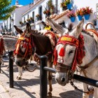 Tradiționalele taxiuri cu măgăruși din Mijas sunt unul dintre cele mai reprezentative simboluri ale satului, păstrând o tradiție apreciată pe Costa del Sol.