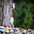 Prim-plan al pietrelor lăsate de pelerini la poalele Cruz de Ferro, un vechi gest de credință și renaștere care face din acest loc unul dintre simbolurile Camino de Santiago.