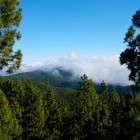 Pe versanții sudici ai Teide, pădurea de pini din Vilaflor se întinde în Corona Forestal, în timp ce nori pufoși traversează culmile acoperite de pini canarieni.