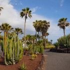 Palmierii, cactușii columnari și agavele însoțesc o alee printre roci vulcanice și sol roșiatic, dezvăluind peisajul subtropical arid și luminos din sudul insulei Tenerife.