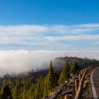 De-a lungul șoselei panoramice de pe Teide, pădurea de pini canarieni se ridică deasupra unei spectaculoase mări de nori, însoțind călătoria prin peisajele montane ale insulei Tenerife.