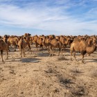 În inima Kyzylkumului, o turmă de cămile bactriene animă liniștea deșertului, oferind o întâlnire autentică cu viața nomadă uzbecă.