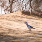 O tânără gaiță terestră de Turkestan traversează dunele din Kyzylkum, o specie emblematică a vastelor deșerturi din Asia Centrală.