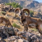 În zona protejată, privirea caută printre stânci și versanți oile sălbatice rare din Nuratau, una dintre speciile caracteristice acestei regiuni.