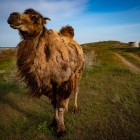 În apropierea Lacului Aydarkul, o cămilă bactriană merge printre plantele deșertului, cu iurtele în fundal: o întâlnire autentică cu viața nomadă uzbecă.