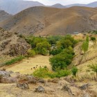 În Munții Nuratau, izvoarele și aflorimentele naturale de apă creează pete verzi surprinzătoare, unde arborii și arbuștii cresc în mijlocul peisajului arid.