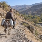 Pe potecile stâncoase din Ukhum, un localnic transportă bidoane pentru lapte pe spinarea unui măgar: o scenă cotidiană care reflectă viața rurală din munții Nuratau.