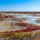În peisajul arid apar zone umede și vegetație rezistentă, semne ale prezenței apei într-un teritoriu în care alternează deșertul, câmpiile și vechile oaze uzbece.